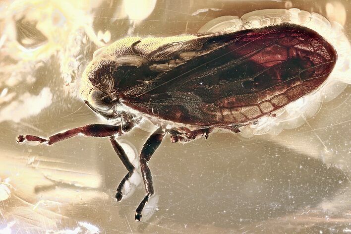 Fossil Froghopper (Cercopoidea) In Baltic Amber - Excellent Eyes #310807